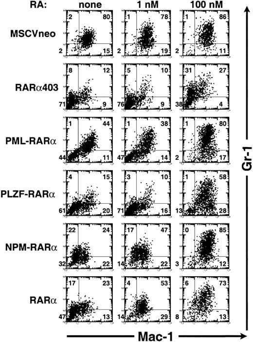 Fig. 5. RA triggers the myeloid maturation of progenitors transformed by RAR, PML-RAR, PLZF-RAR, or NPM-RAR. Analysis of the expression of Mac-1 (horizontal axis) and Gr-1 (vertical axis) by flow cytometry in cells harvested after 7 days of methylcellulose culture in the absence of exogenous RA (left column) or in the presence of 1 nmol/L RA (middle column) or 100 nmol/L RA (right column). These are the results of a representative analysis; similar findings were obtained in three independent transductions experiments.