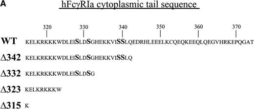 Fig. 1. Schematic illustration of hFcγRIa mutants and expression levels of hFcγRIa and FcR γ-chain in IIA1.6 transfectants. (A) Schematic representation of the cytoplasmic tails of wild-type (WT) and truncated (▵) hFcγRIa -chains. Numbers correspond to amino acid residues counted from the initiating methionine of hFcγRIa. (B) hFcγRIa expression levels in IIA1.6 transfectants. Cells were incubated with immunofluorescence buffer alone (open profiles) or buffer with FITC-labeled CD64-specific MoAb (shaded profiles). Fluorescence was recorded as arbitrary units on a logarithmic scale and plotted against relative cell number. (C) FcR γ-chain expression in IIA1.6 transfectants. Expression was checked by RT-PCR using specific primers. β-Actin RT-PCR served as a control.