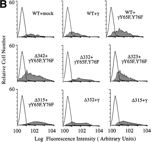 Fig. 1. Schematic illustration of hFcγRIa mutants and expression levels of hFcγRIa and FcR γ-chain in IIA1.6 transfectants. (A) Schematic representation of the cytoplasmic tails of wild-type (WT) and truncated (▵) hFcγRIa -chains. Numbers correspond to amino acid residues counted from the initiating methionine of hFcγRIa. (B) hFcγRIa expression levels in IIA1.6 transfectants. Cells were incubated with immunofluorescence buffer alone (open profiles) or buffer with FITC-labeled CD64-specific MoAb (shaded profiles). Fluorescence was recorded as arbitrary units on a logarithmic scale and plotted against relative cell number. (C) FcR γ-chain expression in IIA1.6 transfectants. Expression was checked by RT-PCR using specific primers. β-Actin RT-PCR served as a control.