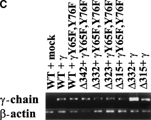 Fig. 1. Schematic illustration of hFcγRIa mutants and expression levels of hFcγRIa and FcR γ-chain in IIA1.6 transfectants. (A) Schematic representation of the cytoplasmic tails of wild-type (WT) and truncated (▵) hFcγRIa -chains. Numbers correspond to amino acid residues counted from the initiating methionine of hFcγRIa. (B) hFcγRIa expression levels in IIA1.6 transfectants. Cells were incubated with immunofluorescence buffer alone (open profiles) or buffer with FITC-labeled CD64-specific MoAb (shaded profiles). Fluorescence was recorded as arbitrary units on a logarithmic scale and plotted against relative cell number. (C) FcR γ-chain expression in IIA1.6 transfectants. Expression was checked by RT-PCR using specific primers. β-Actin RT-PCR served as a control.