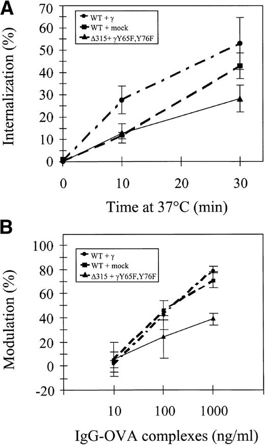 Fig. 2. hFcγRIa internalization and modulation. (A) Internalization of 125I-labeled rabbit IgG-ovalbumin complexes in IIA1.6 cells expressing hFcγRIa WT/γ-chain, hFcγRIa WT/mock vector, or hFcγRIa ▵315/γY65F,Y76F.125I-labeled complexes were prebound at 4°C and internalization at 37°C was determined as described in Materials and Methods. No detectable binding/internalization was observed in nontransfected IIA1.6 cells (n = 3). (B) Modulation of hFcγRIa expression by rabbit IgG-ovalbumin complexes. Transfectants were incubated overnight with complexes as detailed in Materials and Methods. Receptor expression was determined using CD64-specific MoAb 32.2 and PE-labeled goat antimouse IgG1. The percentage of modulation was calculated as defined in Materials and Methods (n = 3). Error bars indicate standard errors of the mean.