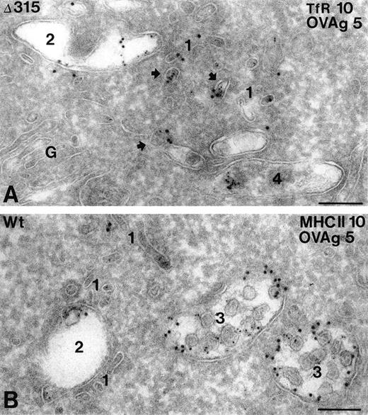 Fig. 5. Subcellular localization of internalized hFcγRIa/IgG/OVAgold complexes. Cells expressing hFcγRIa WT/γY65F,Y76F or hFcγRIa ▵315/γY65F,Y76F were incubated with rabbit IgG anti-OVA, followed by 5-nm OVAgold (OVAg), were washed, and were allowed to internalize for 60 minutes at 37°C, before fixation and preparation for IEM. Ultrathin cryosections were immunolabeled with antibodies to TfR (A) or MHC class II (B) and 10-nm protein gold particles. (A) Electron micrograph of a hFcγRIa ▵315/γY65F,Y76F expressing cell, showing that OVAg is present in small vesicles and tubules (1) and in an early endosome (2). Several of the small vesicles (arrows) display colocalization with gold particles for TfR (10 nm). A lysosome (4) shows some clustered OVAg. G, Golgi complex. (B) OVAg in a hFcγRIa WT/γY65F,Y76F transfected cell is present in type 1 vesicles and tubules (1), an early endosome (2), and two multivesicular type 3 compartments (3), the latter containing abundant MHC class II labeling (10 nm). Bars represent 100 nm.