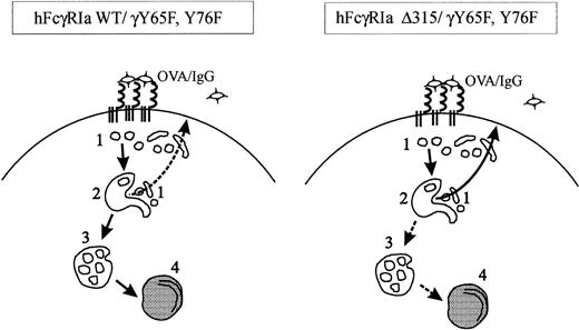 Fig. 6. Schematic representation of intracellular trafficking of wild-type and tail-deleted hFcγRIa. In this model, based on our kinetic data and morphologic observations, four types of endocytic compartments are distinguished, ie, small coated and noncoated vesicles and tubules (1), early endosomes (2), multivesicular late endosomes (3), and lysosomes (4). hFcγRIa WT/γY65F,Y76F/IgG-OVA complexes are internalized via type 1 vesicles and transported to the early endosomes. The majority of complexes are sorted to late endosomes and lysosomes for degradation and loading onto MHC class II molecules. Only part of the receptor-ligand complexes recycle back to the cell surface (indicated by the dashed arrow) via type 1 vesicles and tubules. In contrast, the majority of hFcγRIa ▵315/γY65F,Y76F/IgG-OVA complexes is diverted from type 2 early endosomes into the recycling pathway, most likely due to the absence of intrinsic targeting information. Some antigen-receptor complexes are transported further down the endocytic tract to type 3 and 4 compartments (dashed arrows), but this is insufficient for antigen presentation to occur.