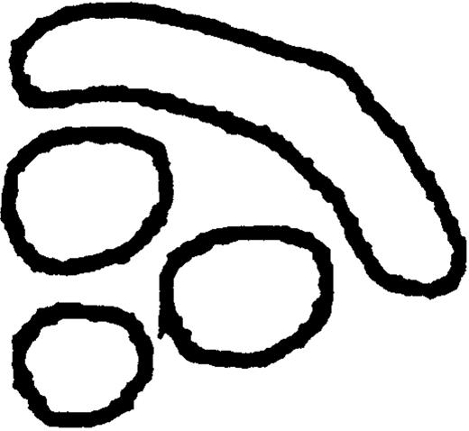 Subcellular Distribution of Internalized OVAg and cHRP