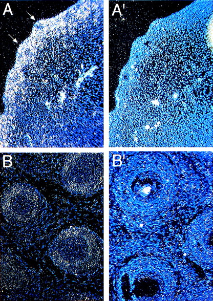 Fig. 2. Expression of Fanca in developing hair follicles (arrows) at (A) E13.5 and (B) P0 stages probed with antisense probes. Controls with sense probes for each panel are shown (A′, B′).
