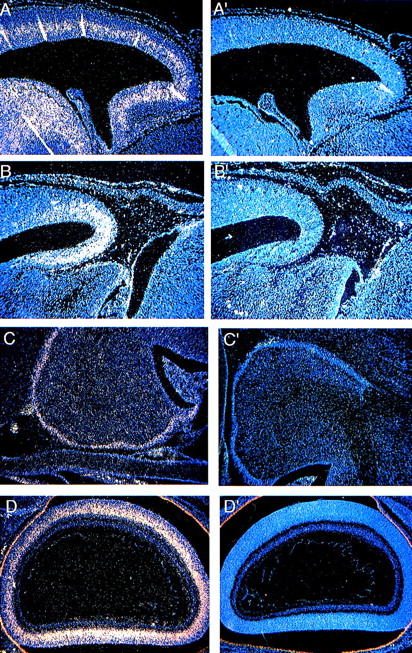 Fig. 3. Expression of Fanca in the developing brain at E13.5 (A) within the intermediate zone of the cerebral cortex and (B) the anterior part of the midbrain, and at the P0 stage in (C) the external granular layer of the cerebellum and (D) the inner nuclear layer of the developing retina. Controls are shown as indicated in Fig2.
