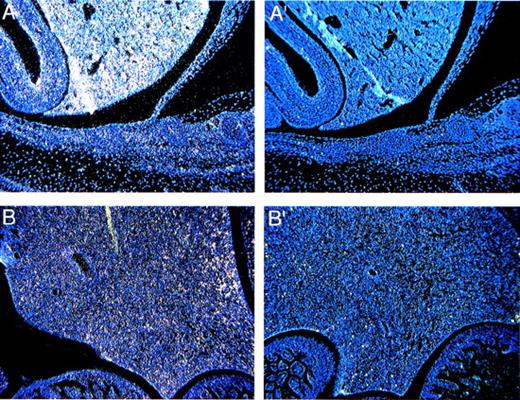Fig. 4. Expression of Fanca in the liver (A) at E13.5 and (B) the P0 stage. Controls are shown as indicated in Fig 2.