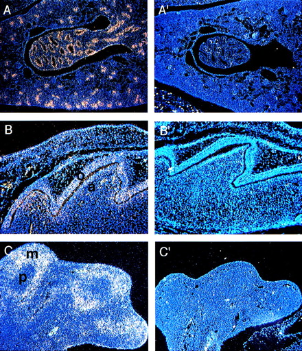 Fig. 5. (A) Expression of Fanca at the P0 stage in (A) the epithelial cells of the developing collecting ducts of the kidney and (B) the developing tooth. Higher level of expression is noted in odontoblasts (o) than ameloblasts (a). (C) Expression of Fancain the hindlimb at E13.5 predominantly in mesenchymal cells (m) rather than in precartilage cells (p). Controls are shown as indicated in Fig2.