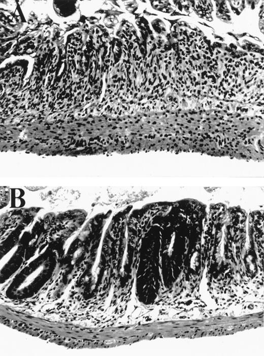 Fig. 1. Small bowel histology 5 days after BMT. (A) Allogeneic control mouse, exhibiting severe villus blunting, extensive crypt destruction with no appreciable regenerative response, and a moderate lamina propria inflammatory infiltrate. (B) Allogeneic mouse treated with KGF from day -3 to +5 exhibiting moderate villus blunting, prominent crypt regenerative features, and minimal lamina propria inflammatory infiltrate. Features in syngeneic control mice (not shown) were identical to those in KGF allogeneic animals.