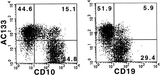 Fig. 2. Coexpression of AC133 and CD10 or CD19 on CD34+ bone marrow cells. Mononuclear bone marrow cells were enriched for CD34+ cells by MACS and stained with anti-CD34-PECY5, AC133-PE, and anti-CD10-FITC or anti-CD19-FITC, respectively. The plots show expression of AC133 antigen versus CD10 or CD19 on cells gated on CD34+ cells.