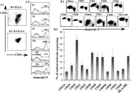 Fig. 1. Human GC B-cell purification (A.1), annexin-V binding expression kinetics (A.2), and surface molecule expression (B). (A.1) Unfractionated and GC B cells were obtained from human tonsils and the expression of CD20 and CD38 on their surface was monitored by immunofluorescence and flow cytometry. Dot plots corresponding to a representative experiment are shown. (A.2) GC B cells (106cells/mL) were cultured for indicated times in the absence and in the presence of anti-CD40 MoAb (1 μg/mL) + IL-4 (2 ng/mL) or VAD-fmk (200 μmol/L) and the cells were then labeled with FITC-annexin-V and analyzed by flow cytometry. Histograms of annexin-V expression in one representative experiment are shown. (B.1) GC B cells were cultured for 2 hours and simultaneously labeled with FITC-annexin-V and additional MoAb directed to the indicated molecules. Dot plots of one representative experiment are shown. All of the surface molecules examined were positive in more than 90% of the freshly isolated GC B cells, except for CD49d, which was positive in only 39% ± 5% (mean ± SEM) of the cells. Axis scales of dot plots are logarithmic. (B.2) Expression of surface molecules in annexin-V+ GC B cells. The values were obtained as the percentage of the MFI shown for each surface molecule studied on the annexin-V+ cells, with respect to that observed on annexin-V− cells, which was considered the control expression. Results represent the mean ± SEM of five experiments.