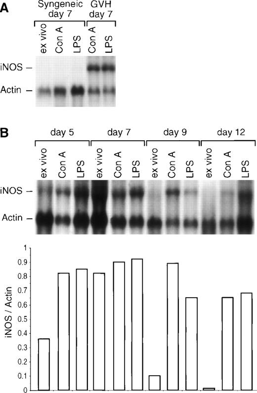 Fig. 1. Analysis by Northern blot of iNOS mRNA expression. Total RNA was extracted, and 10 μg of each sample was electrophoresed. The Northern blot transfer was hybridized with the specific murine macrophage iNOS cDNA probe (950 bp 5′-end fragment), and an actin probe was used as control for RNA expression. (A) iNOS RNA expression in spleen cells from control mice on day 7 after grafting with syngeneic bone marrow (either untreated or stimulated by Con A or LPS) and in mitogen-stimulated GVHR spleen cells. (B) Time course of iNOS RNA expression in GVHR spleen cells (either untreated or stimulated by Con A or LPS). Densitometric analysis of iNOS mRNA expression relative to actin is represented below the blot.