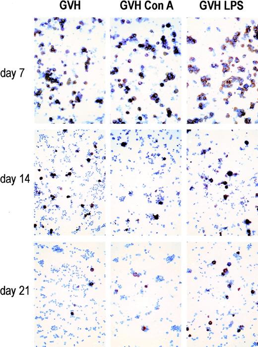 Fig. 3. Immunohistochemical detection of NO-producing cells in GVHR spleen cell cytospin preparations: (GVH) untreated GVHR cells; (GVH Con A) and (GVH LPS) GVHR cells treated by Con A and LPS, respectively. Spleen cells were taken on days 7, 14, and 21 of the GVHR. Anti-iNOS antibodies stain in red the cytoplasm of NO-producing cells. Original magnification × 400.