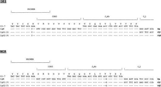 Fig. 3. Nucleotide and deduced amino acid sequences of the CDR3-Cγ transcripts from patients DEZ and MOR. The number of clones showing identical sequence are indicated in parentheses and comparison has been made with the tumor CDR3-Cμ transcript. The position of the 5′-CDR3 primer is indicated, and the position of the downstream Cγ primer (not shown) allowed identification of Cγ1 or Cγ2 transcripts.