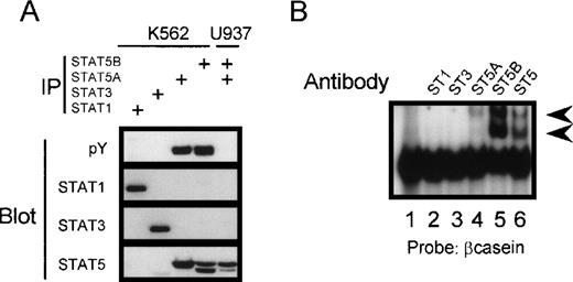 Fig. 1. Constitutive activation of STAT5A and 5B in K562 cells. (A) K562 cells (3.106 per lane) and U937 cells (negative control) were lysed in RIPA buffer, after which the tyrosine phosphorylation state of different STAT molecules was assessed by immunoprecipitation and Western blotting. Probing the blot with an antiphosphotyrosine antibody clearly shows that only STAT5A and STAT5B are phosphorylated on tyrosine in K562 cells. (B) Nuclear extracts from K562 cells were analyzed in a gel shift assay using the STAT binding site from the β-casein promoter as a probe. Supershift analysis clearly shows that STAT5A and 5B constitutively bind to the β-casein site in K562 cells.