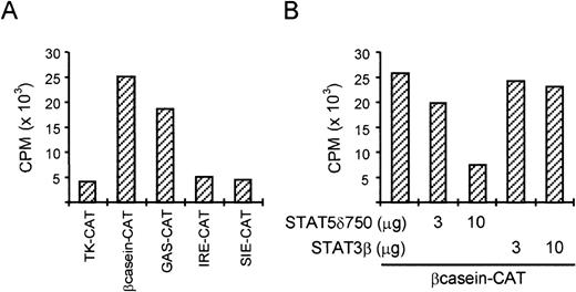 Fig. 2. STAT5 is transcriptionally active in K562 cells. (A) K562 cells were transfected with different reporter plasmids (2 μg) by electroporation. Two days posttransfection, cells were harvested and CAT activity was determined. The two reporters containing STAT5 binding sites (β-casein-CAT and GAS-CAT) were more active compared with the empty reporter and the reporters containing STAT1 and STAT3 binding sites (IRE-CAT and SIE-CAT). (B) K562 cells were transfected with as described in (A) with 2 μg β-casein CAT and increasing amounts of dominant negative (DN) STAT5 (δ750) or STAT3 (STAT3β). Only DN STAT5 is able to (partially) block the activity of the β-casein-CAT reporter in K562 cells.