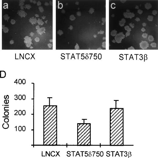 Fig. 3. STAT5 is involved in soft agar growth of K562 cells. K562 cells were electroporated with STAT5δ750 (B and C), the empty expression vector (LNCX, A and D), or STAT3β (C and D), after which the cells were selected on G418 (1 mg/mL) for 10 days. Cells were then plated in soft agar. Seven to 10 days later, colonies were counted as described in Materials and Methods. STAT5δ750 partially inhibits the capacity of K562 cells to grow in soft agar, while STAT3β did not have an effect.