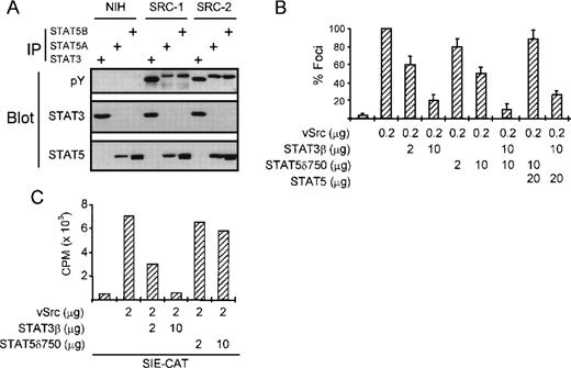 Fig. 4. STAT5 is also involved in transformation by the v-Src oncogene. (A) The tyrosine phosphorylation status of STAT3 and STAT5 was analyzed in NIH 3T3 cells and two derivatives that were transformed by the v-Src oncogene. STAT3 and STAT5 are both constitutively phosphorylated on tyrosine in v-Src–transformed, but not parental NIH-3T3 cells. (B) NIH 3T3 cells were transfected with v-Src expression plasmid and increasing concentrations of DN-STAT3 and DN-STAT5 expression vectors or wild-type STAT5 as a control. Two weeks after transfection, foci were scored and represented as percent compared with v-Src alone. Both DN STAT3 and DN STAT5 partially block transformation of NIH 3T3 by v-Src, although DN STAT3 is much more potent. Wild-type STAT5 could overcome the effect of STAT5δ750, but not STAT3β. (C) NIH-3T3 cells were transfected with the STAT3-dependent SIE-CAT reporter plasmid and increasing amounts of STAT3β or STAT5δ750. Only STAT3β is able to block v-Src–induced SIE-CAT activity.