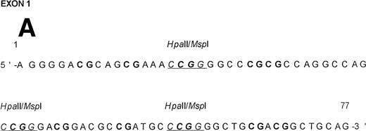 Fig. 5. (A) Nucleotide sequence of the CpG island in exon 1. Putative methylation sites of exon 1 are illustrated. CG sequences are bold, and the HpaII/MspI sites are underlined. Numbers above the nucleotide sequence are based on the cDNA sequence in the European Molecular Biology Laboratory database under the accession number Y11416EMBL. (B) Methylation status of CpG island in exon 1. Digests of 20 ng of genomic DNA with either HpaII orMspI were amplified by PCR using primers that amplify the entire exon 1 DNA (77 bp). U, uncut; H, HpaII; M,MspI.
