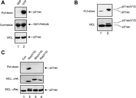 Fig. 1. GST-PAKcrib is a p21rac activation-specific probe. (A) Recombinant p21rac (0.2 μg) was generated and loaded in vitro with either GDP or the nonhydrolyzable GTP analogue, GppNHp, as described in Materials and Methods. p21rac was isolated using GST-PAKcrib and subsequently detected by Western blot analysis. (Top) GST pull-down of GDP-p21rac (lane 1) or GTP-p21rac (lane 2). (Middle) Coomassie staining of the same blot showing equal GSP-PAKcrib protein in both lanes. (Bottom) A fraction (1/40) of the sample used for the assay was probed with anti-rac antibody to show equal amounts of p21rac were present in both lanes. (B) BW5147 cells (107) stably retrovirally transduced with either control virus or epitope-tagged p21rac(V12)40 were lysed and active p21rac was isolated using GST-PAKcrib as described in Materials and Methods. p21rac was detected by Western blot analysis. (Top) GST pull-down of p21rac from control (lane 1) or p21rac(V12) transfected cells (lane 2). p21rac was detected using anti-rac antibody. (Bottom) A fraction of the lysate used for the pull-down assay was probed with anti-p21rac. (C) (Top) GST pull-down of p21rac from BW5147 cells stably retrovirally transduced with control virus (lane 1), p21rac(V12) (lane 2), p21rho(V14) (lane 3), or p21ras(V12) (lane 4).40 p21rac was detected using an antibody directed against the epitope-tag. (Middle) A fraction of the lysate used for the pull-down was probed with antibody directed against the epitope-tag. (Bottom) The same blot was subsequently probed with anti-rac to demonstrate the specificity of the anti-rac antibody.