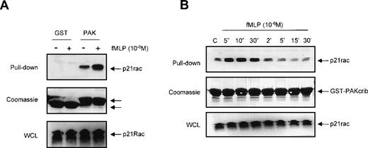 Fig. 2. The GST-PAKcrib assay can be used to measure p21rac activation in human neutrophils. (A) Human neutrophils were isolated as described and stimulated with fMLP (1 μmol/L) for 10 seconds as indicated. Cells were lysed and GST pull-down was performed using either GST or GST-PAKcrib as described in Materials and Methods. (Top) The isolated p21rac was detected by Western blot analysis using anti-rac antibody. (Middle) A Coomassie staining of the blot. The arrowheads indicate the GST and GST-PAKcrib proteins. (Bottom) A fraction of the lysate used for the pull-down was probed with anti-Rac. (B) Neutrophils were isolated as described and stimulated with fMLP (1 μmol/L) for the indicated time. Cells were lysed and active p21rac was isolated using GST-PAKcrib as described in Materials and Methods. (Top) The GST-PAKcrib–associated p21rac was detected by Western blot analysis using anti-Rac antibody. (Middle) A fraction of the lysate used for the pull-down was probed with anti-Rac. (Bottom) Coomassie staining of the blot, the arrowhead indicates the GST-PAKcrib protein.