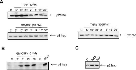 Fig. 3. Activation of p21rac by diverse stimuli in human neutrophils. (A) Neutrophils were isolated as described and stimulated with either PAF (1 μmol/L), GM-CSF (10−10 mol/L), or TNF- (100 U/mL) for the indicated time. Cells were lysed and active p21rac was isolated using GST-PAKcrib as described in Materials and Methods. p21rac was detected by Western blot analysis. (B) Neutrophils were stimulated with either GM-CSF (10−10 mol/L) for the indicated time or with fMLP (1 μmol/L) for 10 seconds. Cells were lysed and active p21ras was isolated using GST-Raf1-RBD. p21ras was detected by Western blot analysis. (C) Eosinophils were stimulated with either fMLP (1 μmol/L) or PAF (1 μmol/L) for 10 seconds. Cells were lysed and active p21rac was detected as above.