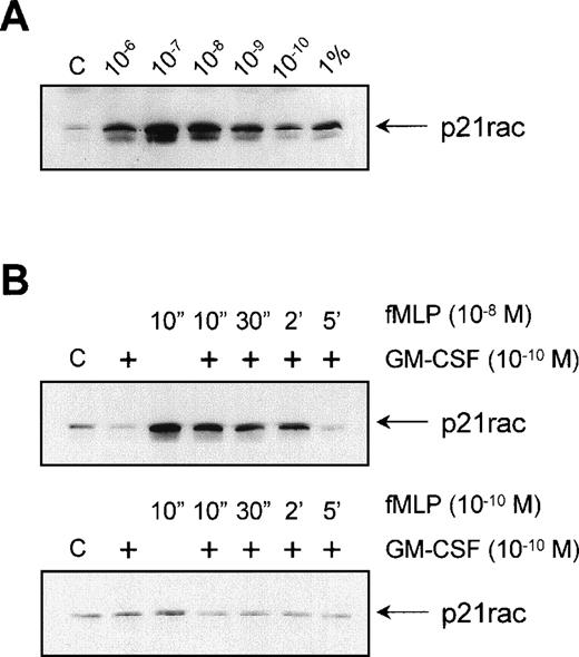 Fig. 4. Effect of GM-CSF on fMLP-induced p21rac activation. (A) Neutrophils were isolated as described and stimulated with the indicated final concentrations of fMLP for 10 seconds. p21rac activation was determined as described in the legend to Fig 1. One percent of a total cell lysate was used for comparison with the amount of activated p21rac. (B) Neutrophils were pretreated for 20 minutes with 10−10 mol/L GM-CSF after stimulation with either 10−8 mol/L fMLP (top) or 10−10 mol/L fMLP (bottom) for the time indicated.