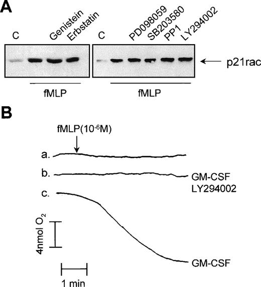 Fig. 5. Effect of tyrosine kinase inhibitors on p21rac activation. (A) Neutrophils were pretreated for 20 minutes with 100 μmol/L genistein, 100 μmol/L erbstatin, 50 μmol/L PD098059, 10 μmol/L SB203580, 50 μmol/L PP1, or 10 μmol/L LY294002 after stimulation with fMLP (1 μmol/L) for 10 seconds. (B) Neutrophils were either untreated (a), pretreated with 10 μmol/L LY294002 for 20 minutes and then GM-CSF (10−10 mol/L) for 20 minutes (b), or with GM-CSF (10−10 mol/L) for 20 minutes (c). At the time indicated by the arrowhead, samples were stimulated with fMLP (1 μmol/L). Oxygen consumption was measured using a Clark oxygen electrode as previously described.