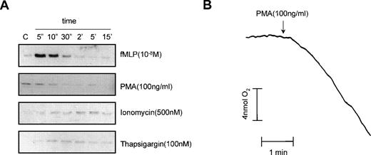 Fig. 7. PMA activates the respiratory burst independently of p21rac. (A) Neutrophils were stimulated with fMLP (10−8mol/L), PMA (100 ng/mL), ionomycin (500 nmol/L), or thapsigargin (100 nmol/L) for the time indicated. p21rac activation was determined as described. (B) In cells from the same donor, oxygen consumption was measured after stimulation with PMA (100 ng/mL).