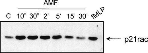 Fig. 8. p21rac can be activated AlF4−. Neutrophils were stimulated with AlF4− as described in Materials and Methods for the indicated times. As a control, neutrophils were stimulated with fMLP (10−8mol/L) for 10 seconds. p21rac activation was determined as previously described.