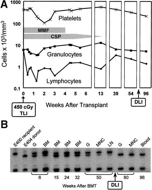 Fig. 2. (A) Peripheral blood granulocyte, platelet, and lymphocyte changes in dog E400 conditioned with 450 cGy TLI and given a marrow graft from a DLA-identical littermate on day 0, followed by postgrafting MMF/CSP for 4 and 14.3 weeks, respectively. (B) Results of testing for microsatellite markers of donor and recipient cells before transplantation (lanes 1 and 2) and recipient cells after marrow transplantation (lanes 3 to 13). G, granulocytes; BM, bone marrow; MNC, mononuclear cells; LN, lymph node; DLI, donor lymphocyte infusion.