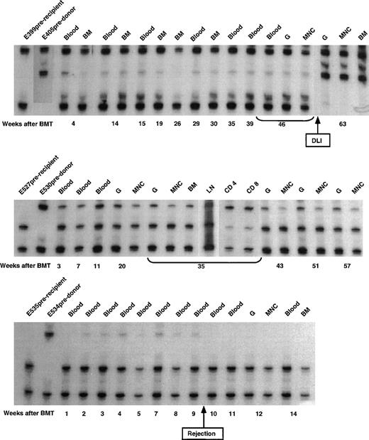 Fig. 3. Microsatellite marker studies of donor and recipient cells before transplantation and recipient cells after marrow transplantation in 3 dogs given 450 cGy TLI, marrow grafts from DLA-identical littermates on day 0, and postgrafting MMF/CSP for 4 and 14.3 weeks, respectively. CD4, CD4+ T cells; CD8, CD8+ T cells.