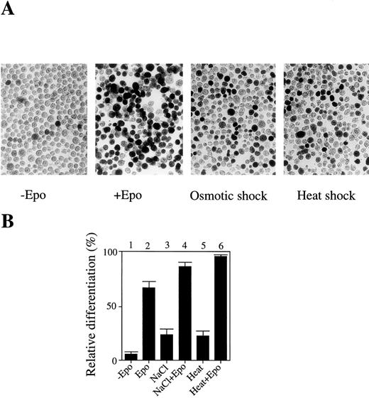 Fig. 1. A short exposure of SKT6 cells to osmotic or heat shock induces erythroid differentiation rather than apoptotic cell death. (A) Left two panels: the hemoglobinized SKT6 cells stained with DAF after culture with or without Epo for 4.5 days. Right two panels: the hemoglobinized cells after treatment with 0.1 mol/L NaCl or 42°C for 1 hour, followed by incubation without Epo for 4.5 days. (B) The relative differentiation of SKT6 cells. Cells treated with 0.1 mol/L NaCl for 1 hour (lanes 3, 4), cells incubated at 42°C for 1 hour (lanes 5, 6), or untreated cells (lanes 1, 2) were cultured with (lanes 2, 4, 6) or without (lanes 1, 3, 5) Epo for 4.5 days and stained. The percentage of hemoglobinized cells in the presence of Epo is defined as 100%.