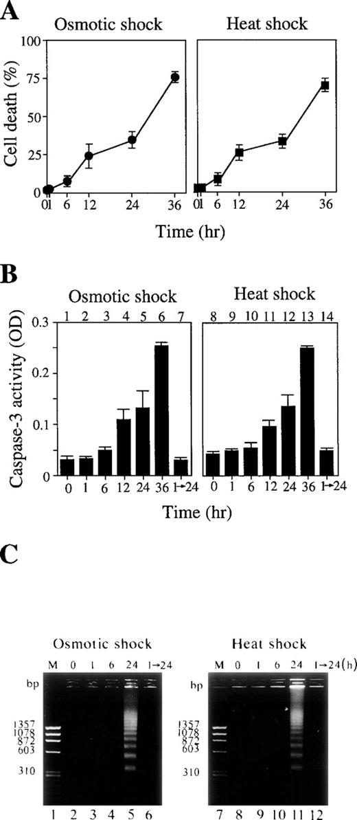 Fig. 2. (A) Cell death rate (%) after osmotic (left panel) or heat (right panel) shock for various periods as indicated. (B) Caspase-3 activity in cells treated with 0.1 mol/L NaCl (lanes 1 to 7) or incubated at 42°C (lanes 8 to 14) for the periods indicated. Lanes 7 and 14: activity in the cells treated with NaCl (lane 7) or heat (lane 14) for 1 hour followed by incubation for an additional 24 hours under normal conditions. (C) DNA fragmentation of the cells treated with 0.1 mol/L NaCl (left panel) or 42°C (right panel) for various periods as indicated. Lanes 1 and 7: molecular weight marker. Lanes 6 and 12: cells treated with the stresses for 1 hour followed by a further 24-hour incubation under normal conditions.