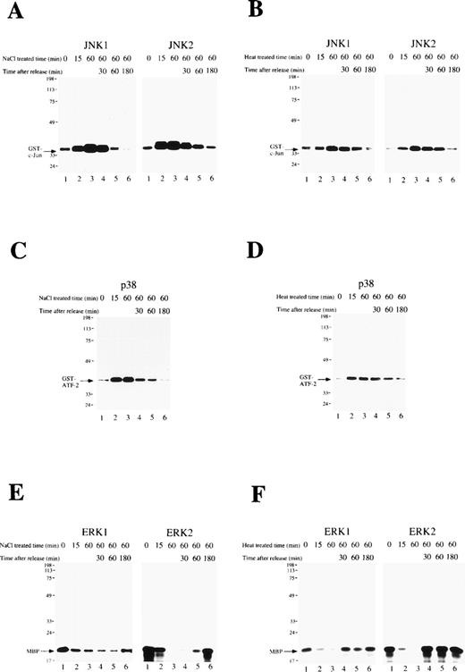 Fig. 3. A short exposure of SKT6 cells to osmotic or heat shock induces transient activation of JNK/SAPK and p38, but suppresses activity of ERK. SKT6 cells were treated with osmotic shock (0.1 mol/L NaCl) (A, C, E) or heat shock (42°C) (B, D, F) for 0, 15, or 60 minutes, and cultured for a further 0, 30, 60, or 180 minutes under normal conditions. (A and B) The JNK1 (left panels) and JNK2 (right panels) activity in the immunoprecipitates at the indicated time points after stress treatment was assayed with GST-c-Jun as a substrate. Arrows indicate the phosphorylated GST-c-Jun. (C and D) The p38 activity in the immunoprecipitates at the indicated time points after stress treatment was assayed with GST-ATF-2 as a substrate. Arrows indicate the phosphorylated GST-ATF-2. (E and F) The ERK1 (left panels) or ERK2 (right panels) activity in the immunoprecipitates at the indicated time points after stress treatment was assayed with major basic protein (MBP) as a substrate. Arrows indicate the phosphorylated MBP.