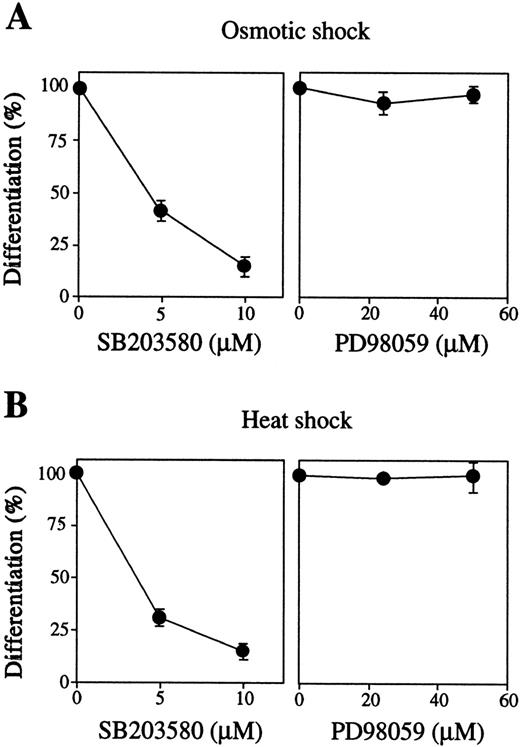 Fig. 4. Activation of p38 but not MEK is required for stress-induced erythroid differentiation. SKT6 cells mixed with various concentrations of SB203580 (left panel) or PD98059 (right panel) were treated by (A) osmotic or (B) heat shock for 1 hour, and the percentage of hemoglobinized cells (%) was counted after 4.5 days. The percentage of hemoglobinized cells after stress treatment without inhibitor is defined as 100%. Values shown are the mean of five experiments.