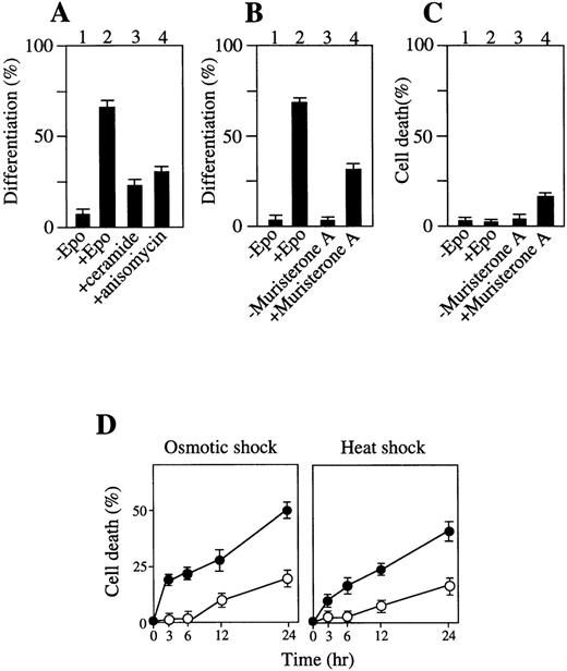Fig. 8. Activation of p38 and/or JNK/SAPK induces erythroid differentiation or apoptotic cell death to some extent, and activation of ERK inhibits stress-induced apoptotic cell death. (A) Addition of C2-ceramide or anisomycin for 1 hour induces erythroid differentiation. (B) Transient expression of MKK6 (Glu) induces erythroid differentiation. Lanes 1 and 2: transfectants of MKK6 (Glu) in pIND expression vector incubated with or without Epo. Lanes 3 and 4: transfectants incubated with or without muristerone A for 1 day. The percentage of hemoglobinized cells was counted after 4.5 days. Each value represents the mean of six independent clones. (C) A prolonged MKK6 expression slightly causes apoptotic cell death. Lanes 1 and 2: cell death rate of the transfectants with or without Epo. Lanes 3 and 4: cell death rate of the transfectants incubated with muristeron A for 4.5 days. (D) Expression of constitutively active MKK1 inhibits stress-induced apoptosis. The transfectants constitutively expressing MKK1 active mutant (▵N3-S218E/S222D) (○) or mock-transfectants (•) were treated with osmotic (left panel) or heat (right panel) shock for various periods as indicated, and the cell death rate (%) was measured. Values shown are the mean of five experiments.