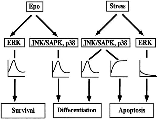 Fig. 9. Model of stress-induced cell differentiation and apoptotic cell death through MAPK family in SKT6 cells.