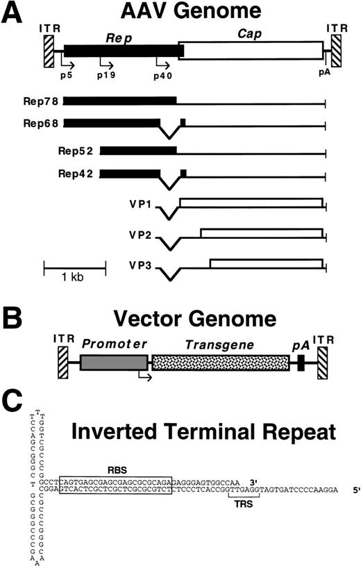 Fig. 1. Structure of wild-type and vector AAV genomes. (A) Map of the wild-type AAV genome, including Rep (solid) and Cap (open) reading frames, promoters (p5, p19, and p40), polyadenylation site (pA), and inverted terminal repeats (ITR). The viral transcripts encoding the different Rep and Cap (VP1-3) proteins are shown below the genome. The smaller Rep proteins, VP2 and VP3, are translated from internal initiation sites. (B) Map of a typical AAV vector, showing replacement of the viral Rep and Cap genes with a transgene cassette (promoter, transgene cDNA, and polyadenylation site). (C) Secondary structure of the AAV ITR, with the locations of the Rep binding site (RBS) and terminal resolution site (TRS) indicated.