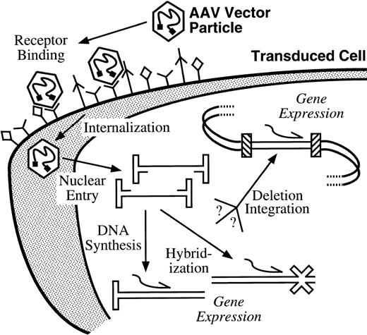 Fig. 2. Transduction by AAV vectors. The different steps required for transduction by AAV vectors are indicated, including an initial interaction with a variety of possible receptor and coreceptor molecules on the cell surface, virion internalization, nuclear entry and release of the single-stranded vector genomes, followed by second-strand DNA synthesis, hybridization of complementary input genomes, and/or chromosomal integration before gene expression can occur from a double-stranded template. Potential secondary structures of episomal vector genomes are shown, as are vector-encoded RNA molecules (bent arrows). Question marks indicate a lack of detailed understanding of the particular step involved. For further details see main text.