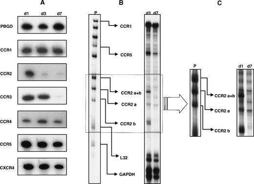 Fig. 1. Expression of chemokine receptors during monocyte differentiation. (A) RNA-PCR assay; 1 μg of total RNA extracted from monocytes at different stages of differentiation (day 1, 3, and 7) was retrotranscribed and amplified as described in Materials and Methods. Porphobilinogen deaminase was used as internal control. Results are representative of 4 independent experiments. (B,C) RNase protection assay; 5 μg of total RNA extracted after 1 and 7 days of monocytes culture was hybridized to the hCR5 multiprobe (P) as described in Materials and Methods. Autoradiographs were exposed for 24 hours (B) or 4 days (C) to better visualize the CCR2 mRNA isoforms. Representative results from 6 independent experiments are shown.