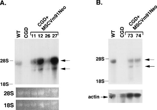 Fig. 1. Northern blot analysis of gp91phoxexpression in murine neutrophils and macrophages. Total cellular RNAs (5 μg per lane) were electrophoresed on a denaturing gel, transferred to a nylon membrane, and probed with a radiolabeled murine gp91phox cDNA. The position of the 28S and 18S ribosomal RNAs are indicated. The arrows indicate the position of the unspliced and spliced LTR-driven transcripts. (A) RNA was extracted from BM neutrophils from wild-type mice (WT), X-CGD mice (CGD), and X-CGD mice 11 months (mice 26, 27) and 18 months (mice 11, 12) posttransplantation with MSCV-m91Neo–transduced BM. The lower panels show the ethidium bromide staining of the 28S and 18S ribosomal RNAs (rRNAs). (B) RNA was extracted from peritoneal exudate macrophages from wild-type mice, X-CGD mice, and X-CGD mice 8 months posttransplantation with MSCV-m91–transduced BM. The lower panel shows hybridization of the same blot reprobed with radiolabeled actin cDNA.