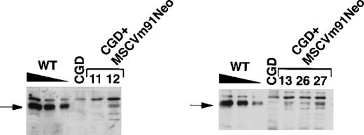 Fig. 2. Immunoblot analysis of murine BM neutrophils. Murine BM neutrophils were obtained from wild-type mice (WT), X-CGD mice (CGD), and X-CGD mice at various times posttransplantation with MSCV-m91–transduced BM (11, 12—18 months; 13—16 months; 26, 27—11 months). Extracts from WT neutrophils were loaded at 5, 2.5, and 1.25 μg; 5 μg of X-CGD neutrophil extracts were loaded. Expression of murine gp91phox (indicated by the arrow) was analyzed by immunoblotting with a rabbit polyclonal antiserum raised against the carboxy terminus of gp91phox. Additional immunoreactive bands are presumed to represent proteins that bind nonspecifically to the antiserum as they are also present in control X-CGD samples, are localized in the cytosol rather than membrane fraction (not shown), and are not detected with other gp91phox-specific antibodies (not shown).