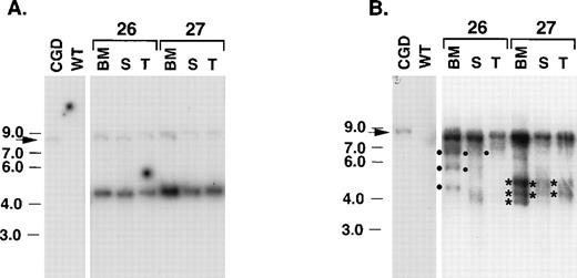 Fig. 3. Southern blot analysis of MSCV-m91Neo integration in long-term reconstituted transplant recipients. Genomic DNA from wild-type (WT) and X-CGD control mice was obtained from bone marrow (BM), spleen (S), and thymus (T) for X-CGD mice 11 months posttransplantation with MSCV-m91–transduced BM. Ten micrograms of DNA was digested with either Kpn I (A) or EcoRI (B), and after agarose gel electrophoresis, Southern blots were prepared and probed with radiolabeled neomycin phosphotransferase cDNA. The band derived from a Neo gene in the X-CGD mice (present in the endogenous gp91phox gene as a result of homologous recombination20) is marked by an arrow on the left. Sizes of molecular weight markers are as indicated. Data is representative of seven mice analyzed at ≥10 months posttransplantation with MSCV-m91Neo–transduced BM. (A) DNA was digested with Kpn I, which cleaves within the 5′ and 3′ LTR of the approximately 4.5-kb MSCV-m91Neo provirus. (B) DNA was digested with EcoRI, which cleaves at a single site in MSCV-m91Neo just 5′ to the murine gp91phox cDNA. Asterisks and dots indicate junctional fragments detected in bone marrow DNA samples, at least one of which was also detected in multiple hematopoietic tissues.