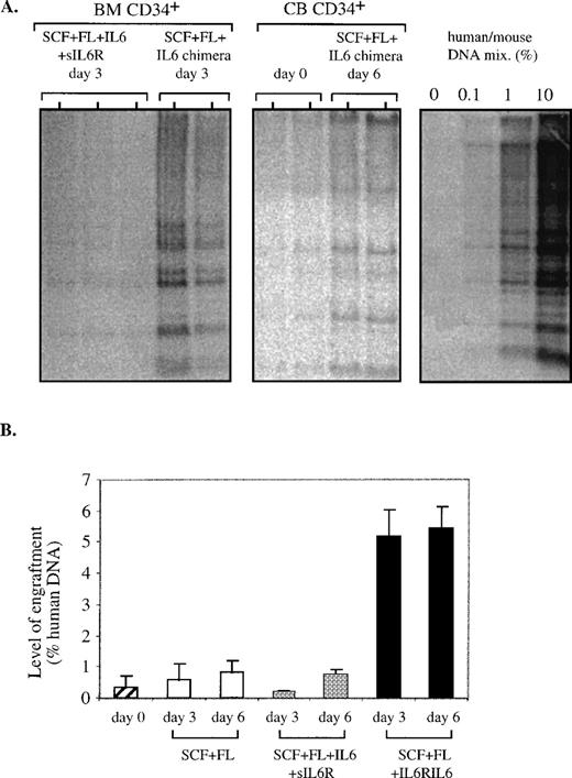 Fig. 2. Quantitative analysis of SRC after 3 or 6 days of ex vivo cultures. Southern blot analysis of DNA extracted from the BM of individual NOD/SCID mice transplanted with 105CD34+ uncultured cells or with their expanded progeny after ex vivo cultures. (A) Representative Southern blots. BM of mice transplanted with human BM CD34+ cells cultured for 3 days with indicated cytokine combinations. BM of mice transplanted with the original CB CD34+ cells before seeding (day 0) or with cells expanded ex vivo for 6 days with SCF + FL + IL6RIL6 chimera. DNA was extracted from the BM of transplanted mice 1 month after transplantation and was hybridized with a human-specific probe. (B) A summary of the levels of human cell engraftment by percentage of human DNA in the BM of mice transplanted with ex vivo-cultured CB and BM CD34+ cells. Cells were cultured for 3 or 6 days before transplantation with the cytokine combinations as indicated. Values shown are the mean ± SE from 7 independent experiments, with an average of 7 mice per group. The differences between SCF + FL + IL6RIL6 chimera and other combinations or noncultured day 0 cells for both time points were significant (P = .0002).