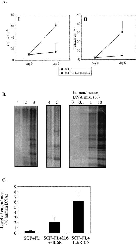 Fig. 6. Cell numbers, progenitors, and engraftment levels of CD34+CD38−/low cells after ex vivo cultures. Human CD34+CD38−/low cells were cultured in serum-free media with cytokines as indicated and were assayed for cell numbers, progenitors, and levels of human cell engraftment. (A, I) Cell numbers. Mean increase over day 0: SCF + FL = 1.4, SCF + FL + IL6RIL6 = 6.1 (P = .02). (A, II) Progenitor levels. Mean increase over day 0: SCF + FL = 1.9, SCF + FL + IL6RIL6 = 12.8 (P = .03). Values shown are the mean ± SE from 5 independent experiments. (B) Representative Southern blots of the BM of mice transplanted with ex vivo-cultured CD34+CD38−/low cells that originated from 2 different donors. DNA was extracted from the BM of transplanted mice 1 month after transplantation and hybridized with a human-specific probe. The marrow of mice transplanted with 104 uncultured cells before seeding (lane 1) expanded cells cultured for 6 days with SCF + FL either alone (lane 2) or together with IL6RIL6 chimera (lane 3). The marrow of mice transplanted with 104 ex vivo-cultured for 10 days with SCF + FL either alone (lane 4) or together with IL6RIL6 chimera (lane 5). (C) A summary of the levels of human cell engraftment by percentage of human DNA in the BM of mice transplanted with ex vivo-cultured CD34+CD38−/low cells. NOD/SCID mice were transplanted with initial 104CD34+CD38−/low cells that were ex vivo-cultured for 6 to 10 days in serum-free media with SCF + FL alone compared with SCF + FL + IL-6 + sIL-6R (P = .04) or compared with SCF + FL + IL6RIL6 chimera (P = .02). Values shown are the mean ± SE from 5 independent experiments (n = 17).