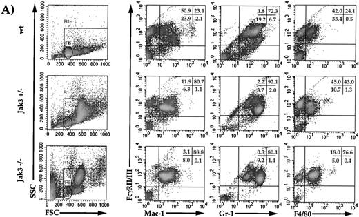 Fig. 3. Flow cytometric analysis of cell-surface markers on wild-type, Jak3−/+, and Jak3−/− mice. (A) Dot plots of peripheral blood leukocytes (PBLs) depicting FSC and SSC scatter, R1 gates live cells from dead cells, and the R6 gate denotes the normal lymphocyte population. Density plots of PBLs stained with antibodies against FcγRII/III (vertical axis) versus Mac-1, Gr-1, and F4/80 (horizontal axes). (B) Dot plots of PBLs from Jak3−/− mice gating on large, granular cells (gate R4) and large, less granular cells (gate R5). Density plots of Jak3−/− PBLs show FcγRII/III, Gr-1, and F4/80 staining patterns of R4 and R5 populations.