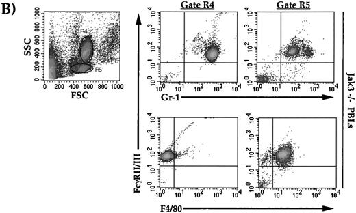 Fig. 3. Flow cytometric analysis of cell-surface markers on wild-type, Jak3−/+, and Jak3−/− mice. (A) Dot plots of peripheral blood leukocytes (PBLs) depicting FSC and SSC scatter, R1 gates live cells from dead cells, and the R6 gate denotes the normal lymphocyte population. Density plots of PBLs stained with antibodies against FcγRII/III (vertical axis) versus Mac-1, Gr-1, and F4/80 (horizontal axes). (B) Dot plots of PBLs from Jak3−/− mice gating on large, granular cells (gate R4) and large, less granular cells (gate R5). Density plots of Jak3−/− PBLs show FcγRII/III, Gr-1, and F4/80 staining patterns of R4 and R5 populations.
