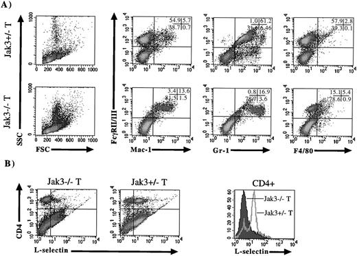 Fig. 4. Flow cytometric analysis of cell-surface markers on transgenic (T) Jak3−/+ and Jak3−/− mice. Jak3−/− mice were crossed with a transgenic mouse expressing Jak3 under the control of the proximal Lck promoter, and splenocytes from transgenic Jak3+/− and Jak3−/− animals were analyzed as depicted in Fig 3. (A) Density plots of splenocytes depicting FSC and SSC scatter. Density plots of splenocytes stained with antibodies against FcγRII/III (vertical axis) versus Mac-1, Gr-1, and F4/80 (horizontal axes). (B) Density plots of splenocytes from transgenic Jak3+/− and Jak3−/− mice stained with antibodies against CD4 (vertical axis) and L-selectin (horizontal axis). Notice the lack of L-selectin high CD4-positive cells in the transgenic Jak3−/− animals. When CD4 cells are gated and analyzed for L-selectin expression, a shift of L-selectin high, CD4-positive cells in the Jak3+/− mice to L-selectin low, CD4-positive cells in the Jak3−/− mice is apparent.