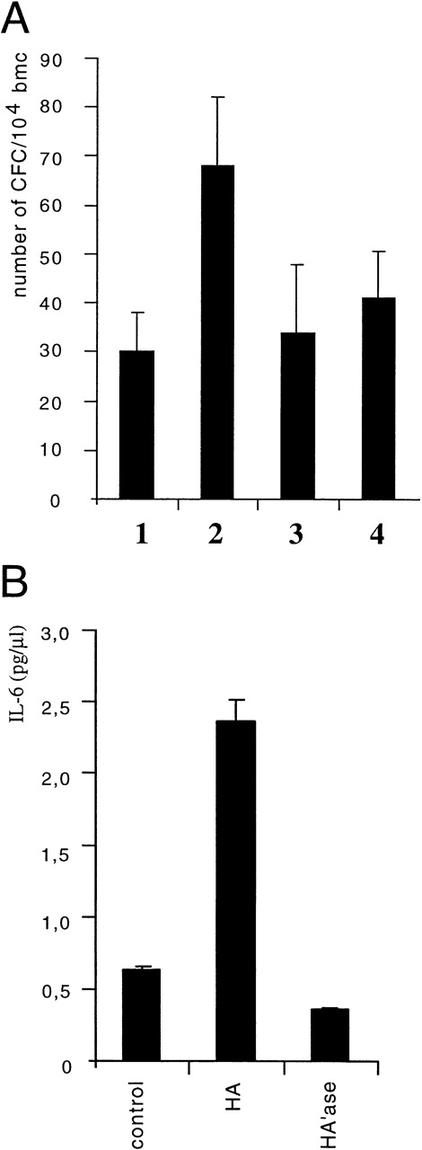 Fig. 4. HA stimulates the production of a colony promoting activity in LTBMC. (A) LTBMC was treated with HA (100 μg/mL). CM was harvested at day 28 and tested for colony-promoting activity. Freshly isolated bone marrow cells were added to methylcellulose cultures and the colony formation by myelopoietic progenitors was determined in the presence of suboptimal doses of IL-3 (5% CM of Wehi-3B cells) and the addition of 20% of CM from either control LTBMC (lanes 1 and 3) or of CM from LTBMC treated with HA (lanes 2 and 4). After 7 days of culture, the numbers of colonies were counted. In lanes 3 and lane 4, hematopoietic progenitors were determined similarly to lanes 1 and 2, but antibodies directed against IL-6 (100 μg/mL) were added in addition. SE was calculated from 3 independent assays. (B) CM of control LTBMC or LTBMC cultured for 4 weeks in the presence of HA (100 μg/mL) or in the presence of HA’ase (0.1 U/mL) was assayed for IL-6 by ELISA.